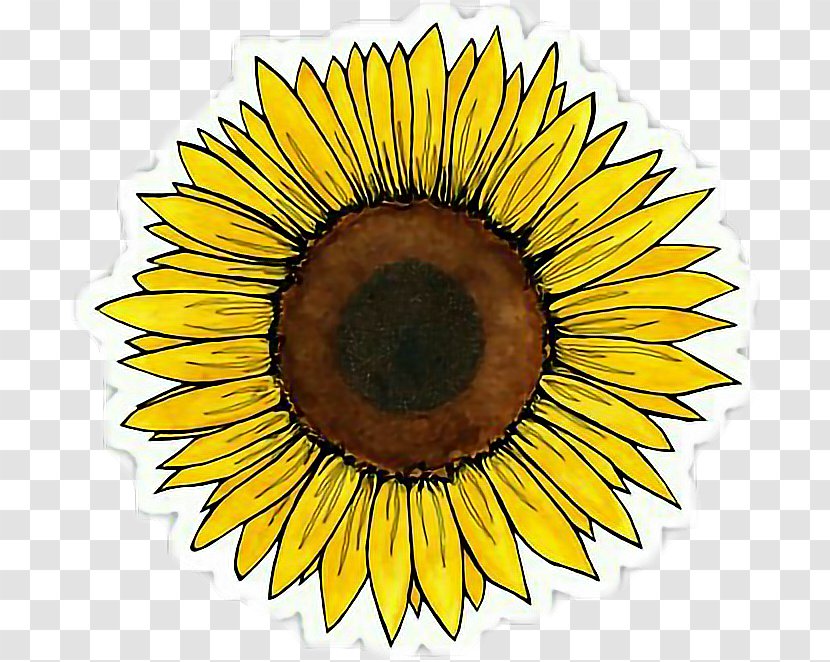 Sticker Decal Sunflower Redbubble 0 - Seed - Aesthetic Sign Transparent PNG