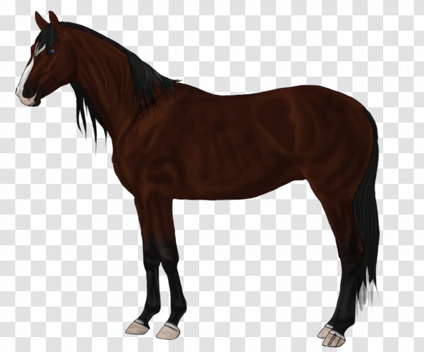 Canadian Horse Stallion Thoroughbred The Kentucky Derby Mare - Saddle - Racing Transparent PNG
