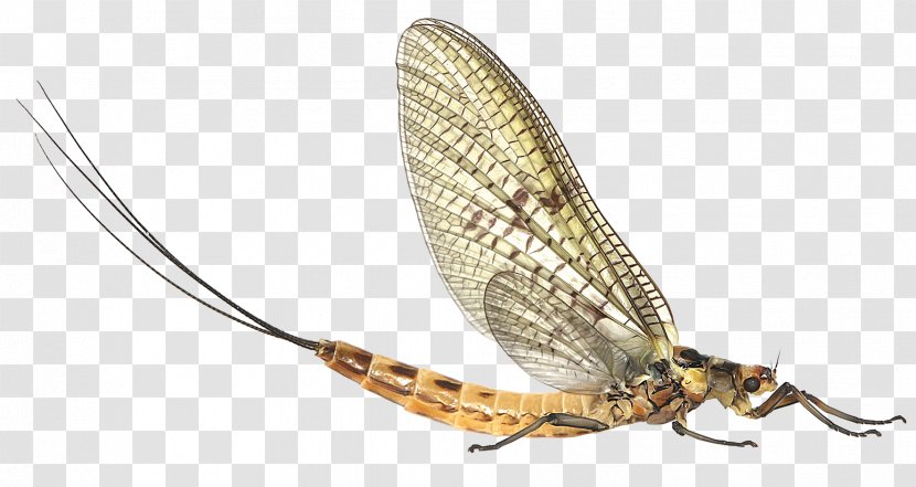 Pterygota Mayfly River Test Stoneflies Chalk Stream - A Transparent PNG