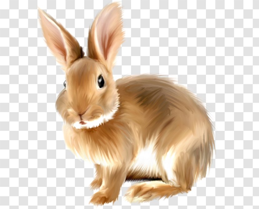 Angora Rabbit Easter Bunny Domestic Hare Angel - Cute Animals Transparent PNG