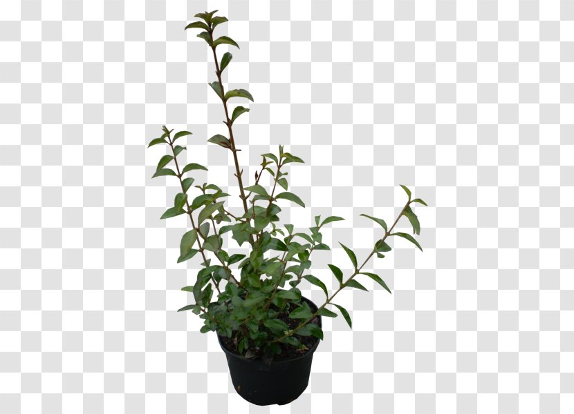 Shrub Plant Ligustrum Ovalifolium Evergreen Garden - Stem Transparent PNG