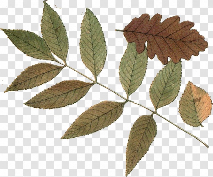 Hojas Secas Leaf Autumn Plant Stem Hoja Seca Transparent PNG