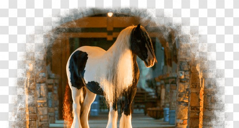 Mane Mustang Stallion Bridle Mare - Personal Grooming - Gypsy Horse Transparent PNG