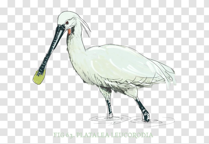 Ibis Bird Stork Beak Fauna - Spoon Salt Transparent PNG