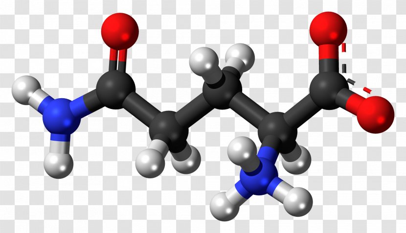 Glutamine Synthetase Dietary Supplement Amino Acid Glutamate-glutamine Cycle - Glutamic - Acids Transparent PNG