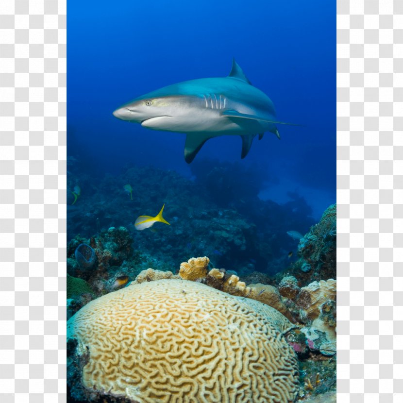 Coral Reef Fish Marine Biology Brain Ecosystem Transparent PNG