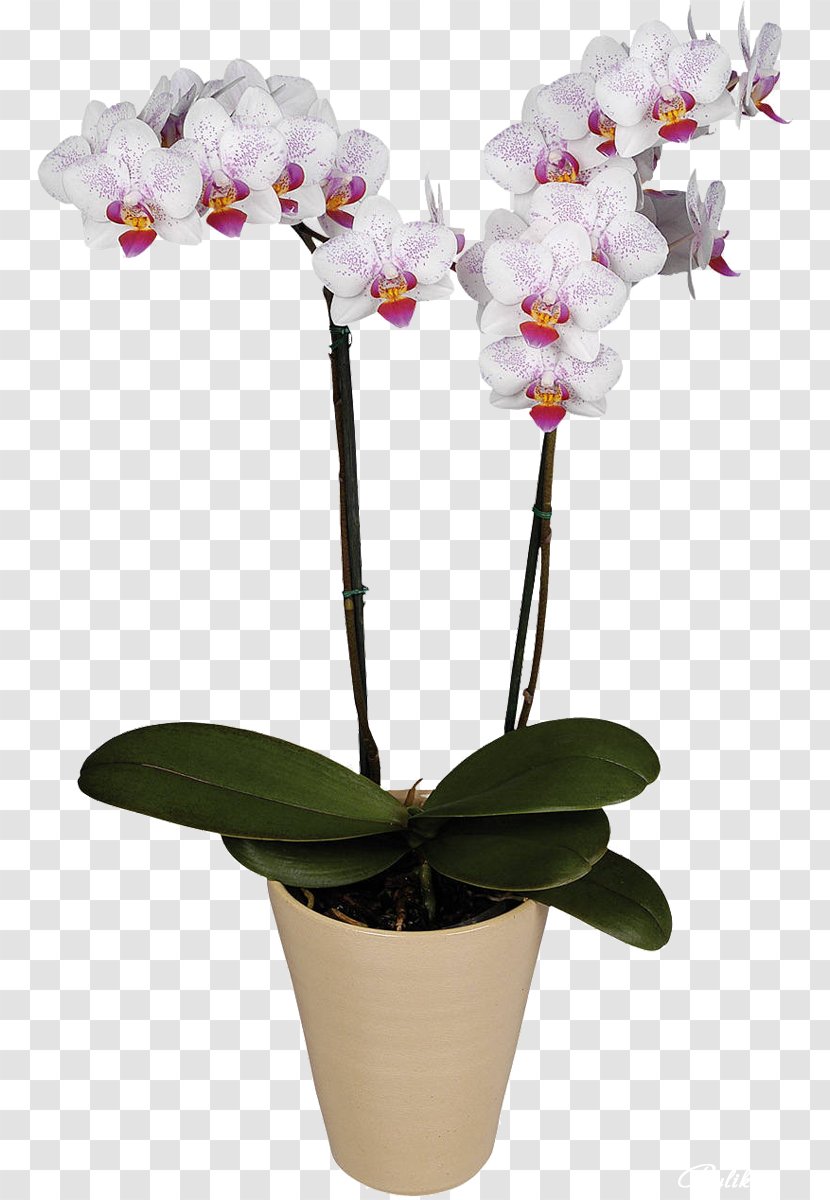 Moth Orchids Saint Petersburg Flower Cattleya - Plant Stem Transparent PNG