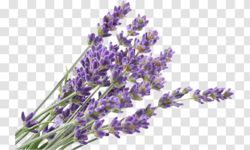 English Lavender Flower French Lavandula Dentata Pedunculata Transparent PNG