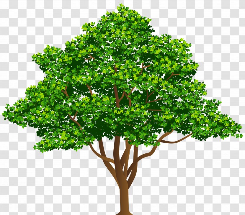 Tree Drawing Illustration - Evergreen - Free Clip Art Image Transparent PNG