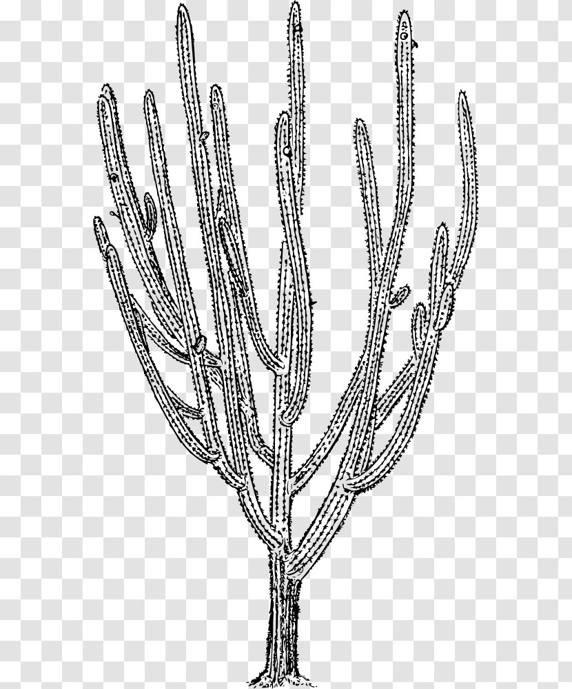 Cactaceae Pilosocereus Royenii Thorns, Spines, And Prickles Plant - Heart Transparent PNG