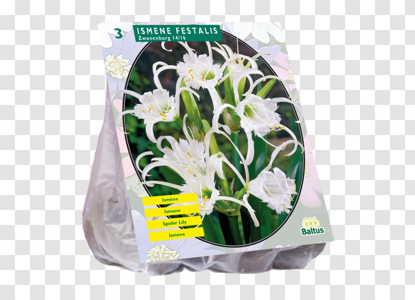 Tuberose Bulb Bolgewas Cut Flowers Plant - Iris Germanica Transparent PNG
