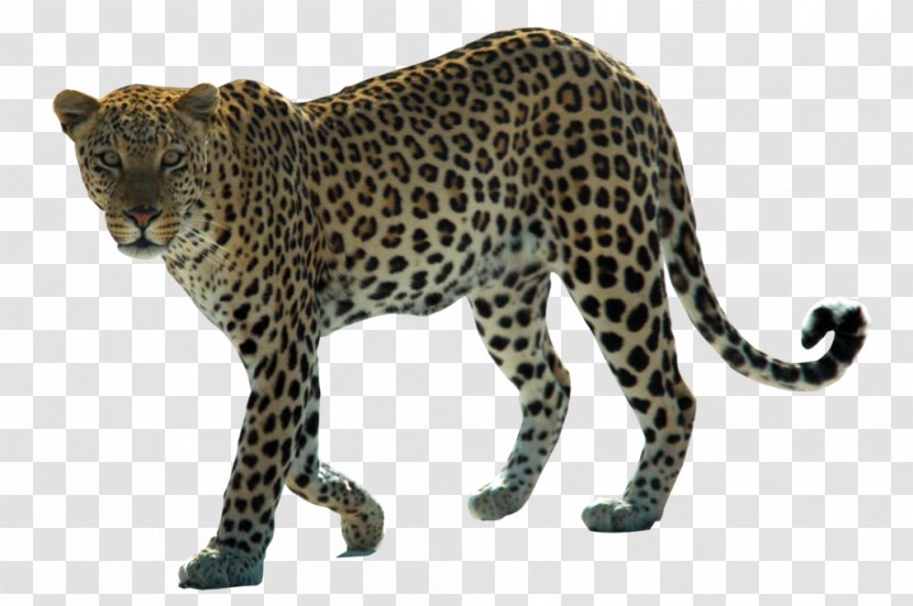 Snow Leopard Arabian African Felidae - Carnivoran - Hd Transparent PNG