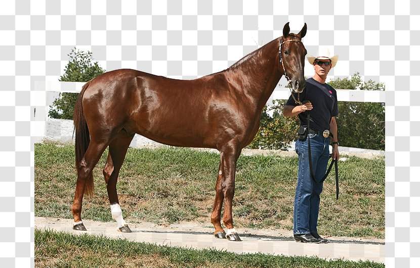 Akhal-Teke Arabian Horse Appaloosa Danish Warmblood Stallion - Tack - People Lead A Background Transparent PNG