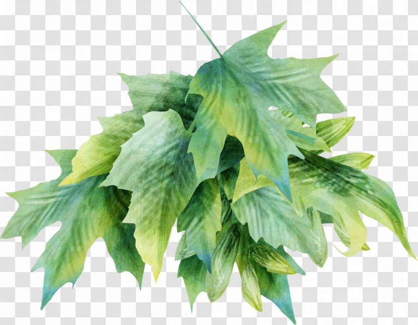 Leaf Herb Transparent PNG