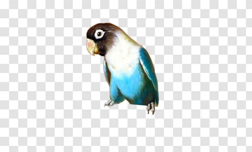 Budgerigar Lovebird Parakeet Blog - Pet - Bird Transparent PNG