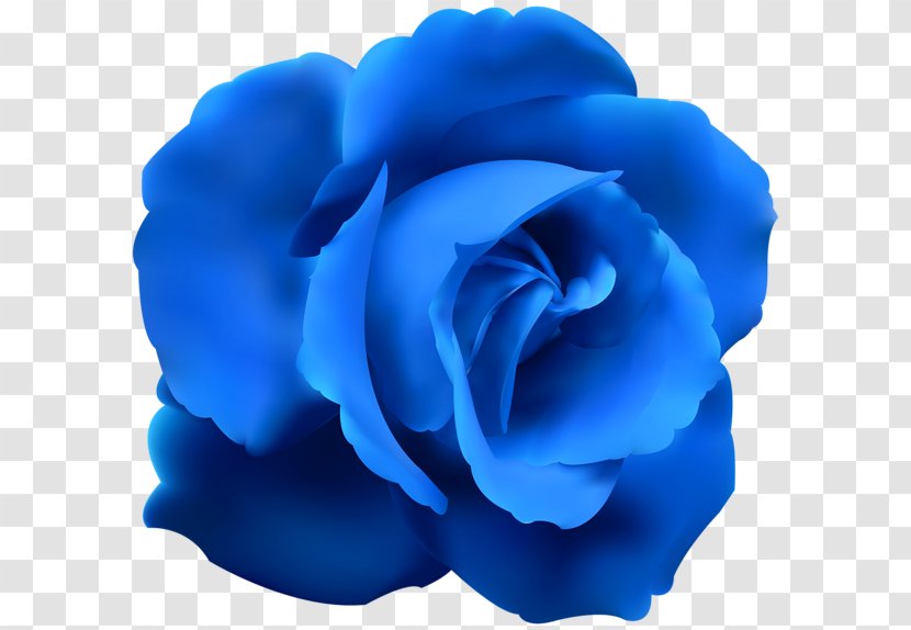 Blue Rose Clip Art - Plant Transparent PNG