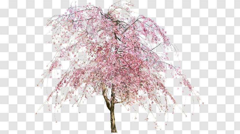 Tree Cherry Blossom Flower - Branch - Blossoms Transparent PNG