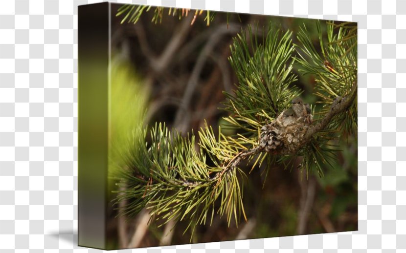 Pine Larch Vegetation Close-up Lawn - Plant - Conifer Transparent PNG