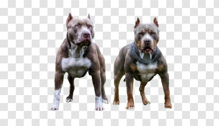 American Pit Bull Terrier Dog Breed Staffordshire Transparent PNG