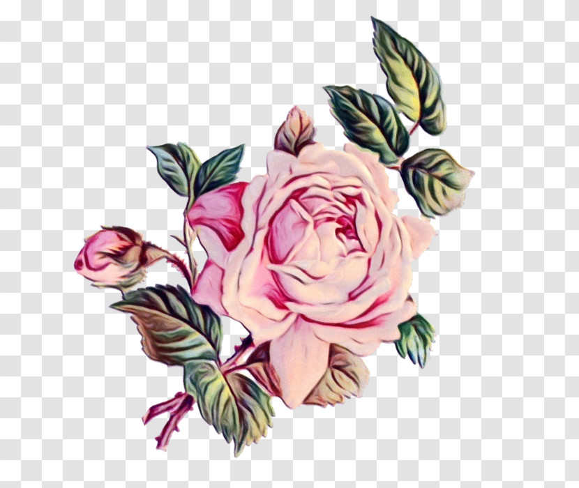 Garden Roses Transparent PNG