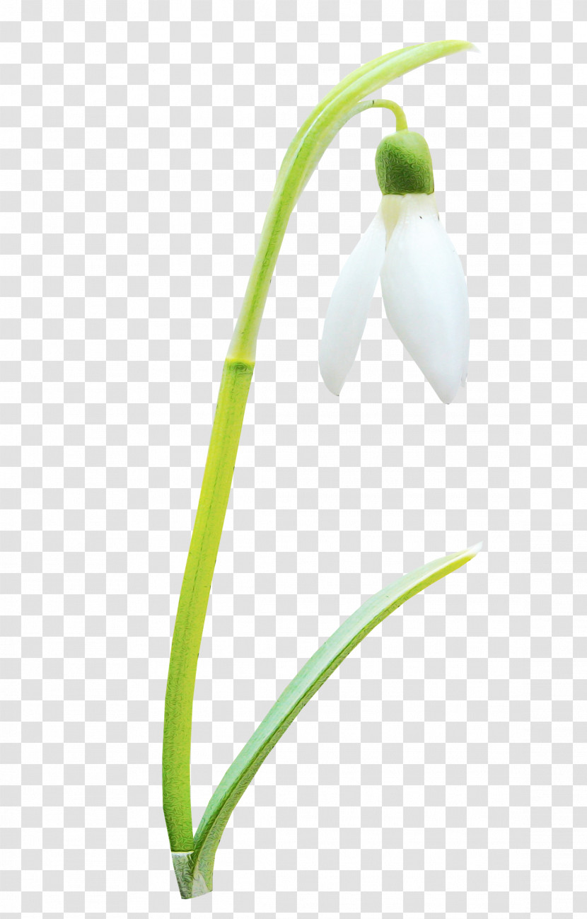 Snowdrop Galanthus Flower Plant Summer Snowflake Transparent PNG