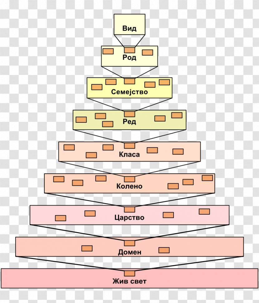 Linnaean Taxonomy Biological Classification Comparison And Contrast Of Schemes In Linguistics Metadata Botany - Biology - Hierarchy Transparent PNG