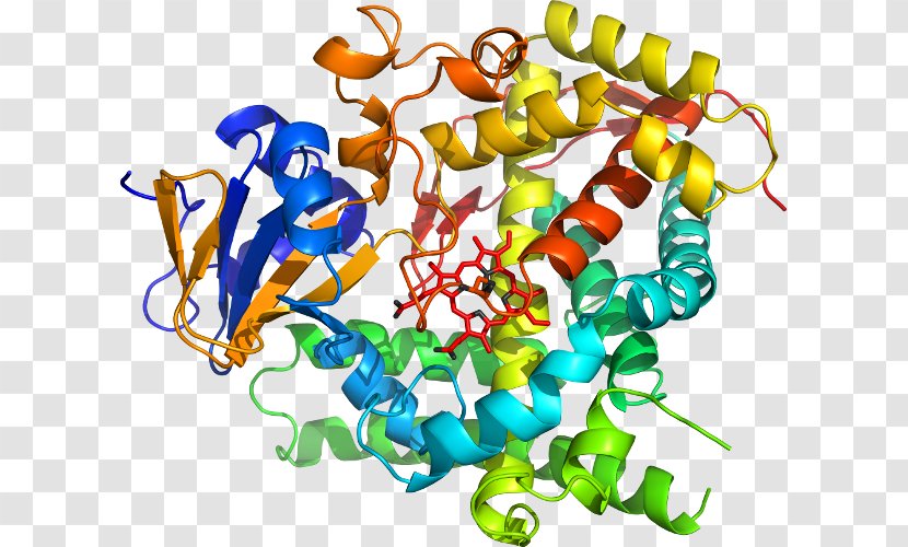 Clip Art Product Organism Line - Artwork - Cytochrome P450 Reductase Transparent PNG