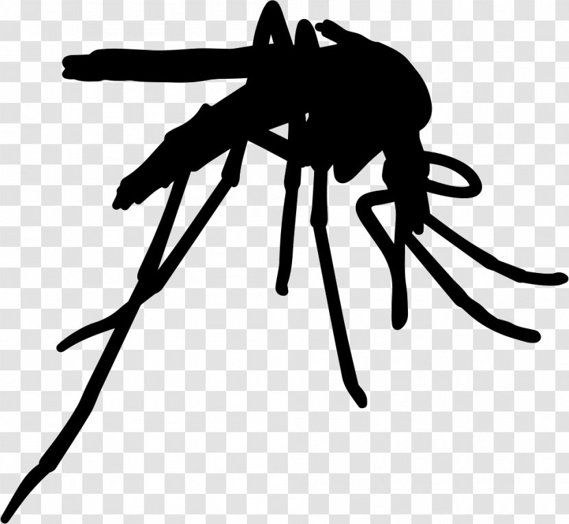 Insect Yellow Fever Mosquito Pest Control Vector Zika Transparent PNG