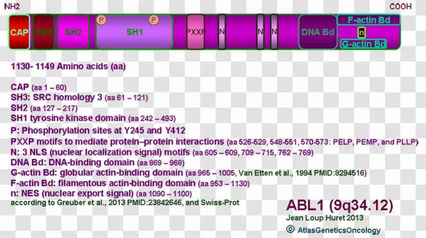 ABL Atlas Of Genetics And Cytogenetics In Oncology Haematology Philadelphia Chromosome Murine Leukemia Virus - Actinbinding Protein Transparent PNG