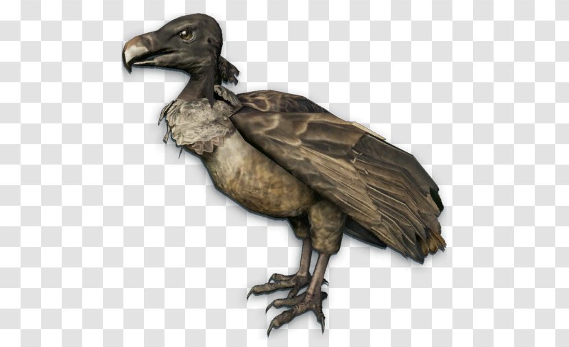 Bird Far Cry Instincts: Evolution Turkey Vulture - Feather - Sniper Transparent PNG