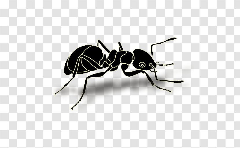 Black Garden Ant Insect Clip Art - Fly Transparent PNG