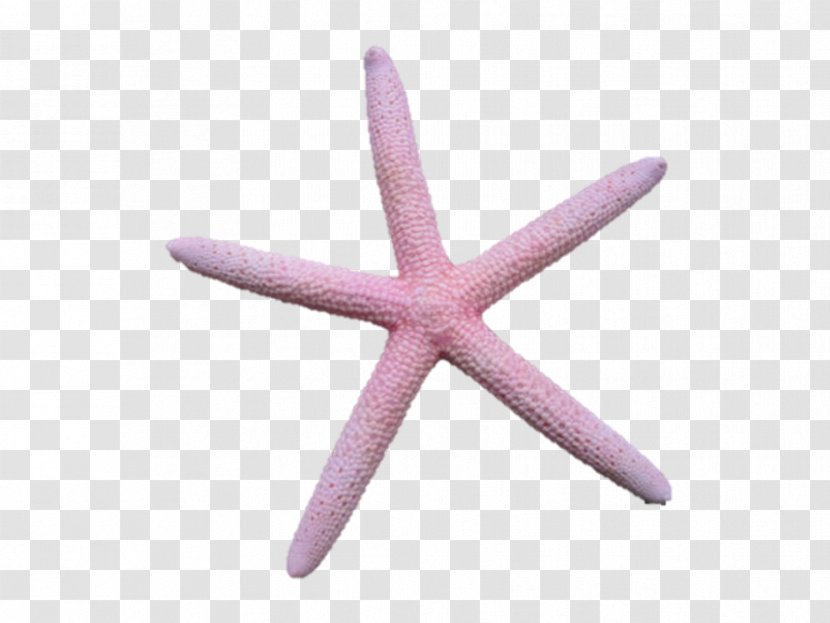 Starfish Body Jewellery - Jewelry Transparent PNG