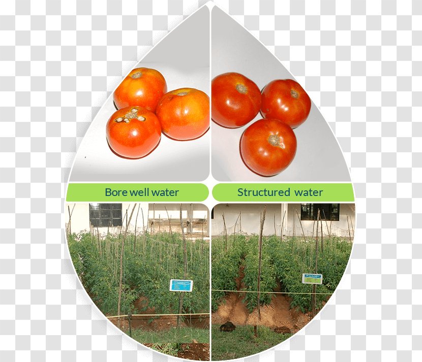 Tomato - Vegetable - Local Food Transparent PNG