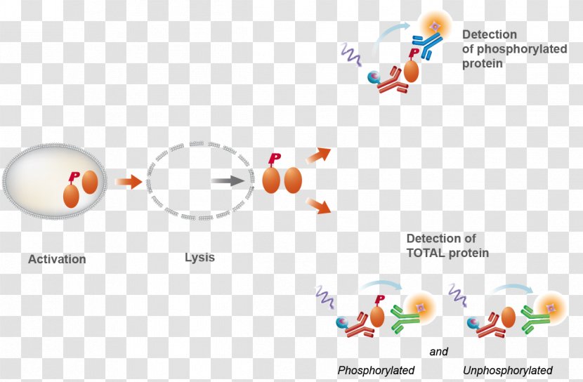 Bioassay Phosphorylation Cisbio Förster Resonance Energy Transfer - Diagram - Lysis Buffer Transparent PNG