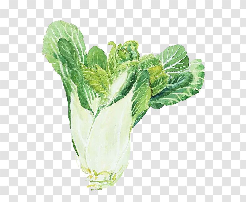 Watercolor Painting Napa Cabbage Chinese - Painter - Hand-painted Transparent PNG