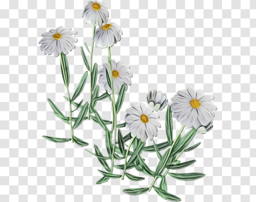 Daisy - Flower - Camomile Transparent PNG