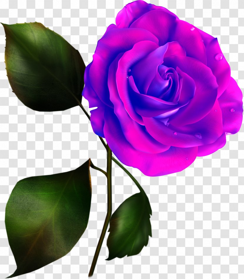 Rose Clip Art - Royaltyfree Transparent PNG