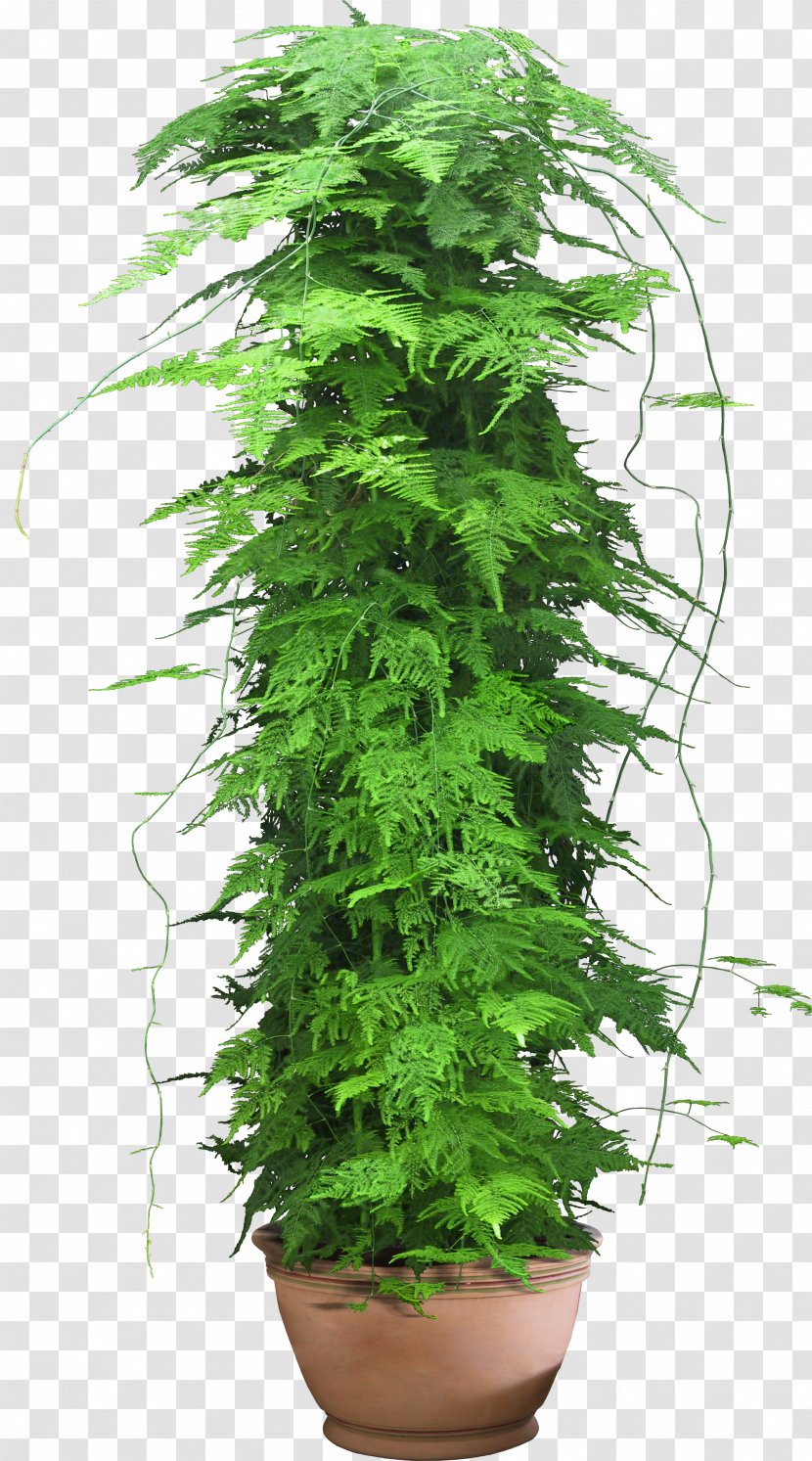 Web Template Plant - Grass - Flower Pot Transparent PNG