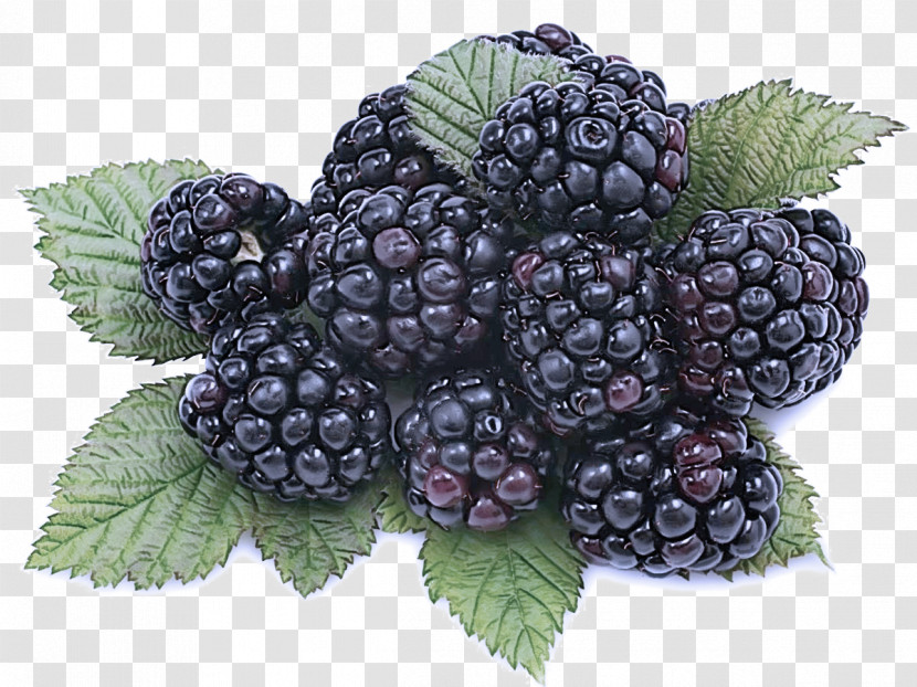 Blackberry Berry Plant Rubus Fruit Transparent PNG