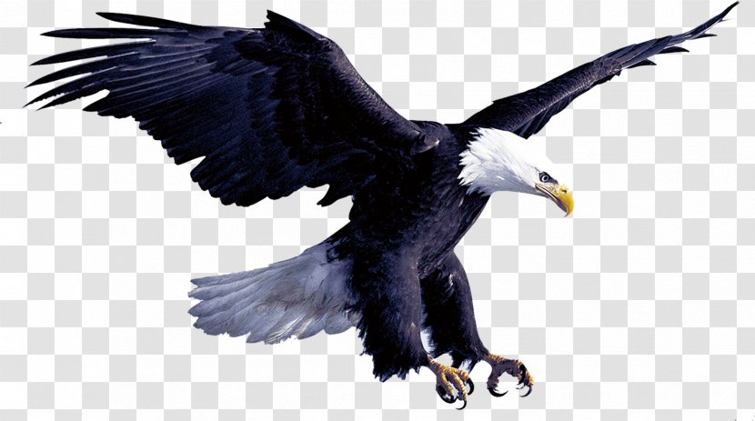 Eagle Flight Hawk Transparent PNG