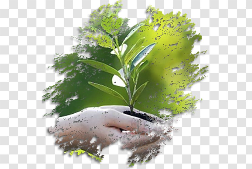 الغزيلة Natural Environment Environmental Consulting Licenciamento Ambiental PoderMX - Tree Transparent PNG