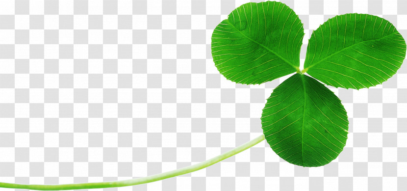 Shamrock Transparent PNG