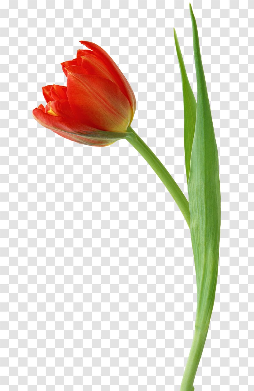 Tulip Flower Drawing Clip Art - Lily Family Transparent PNG