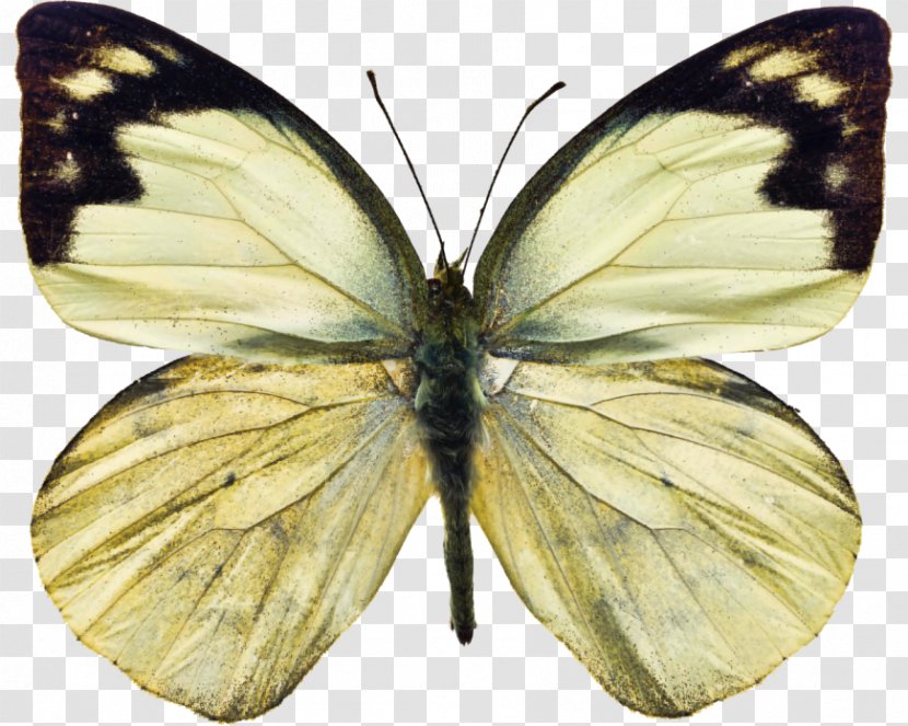 Owl Butterfly Insect White Stock Photography - Invertebrate Transparent PNG