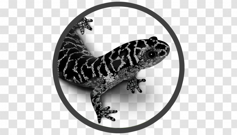 Frosted Flatwoods Salamander Reticulated Giant Salamanders - Mole Transparent PNG