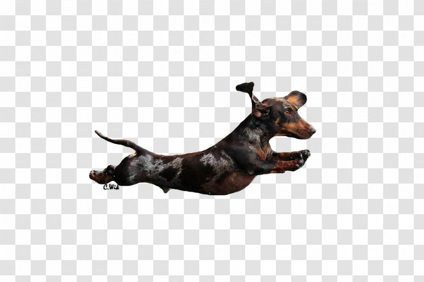 Manchester Terrier Vizsla Australian Shepherd Dog Breed Transparent PNG