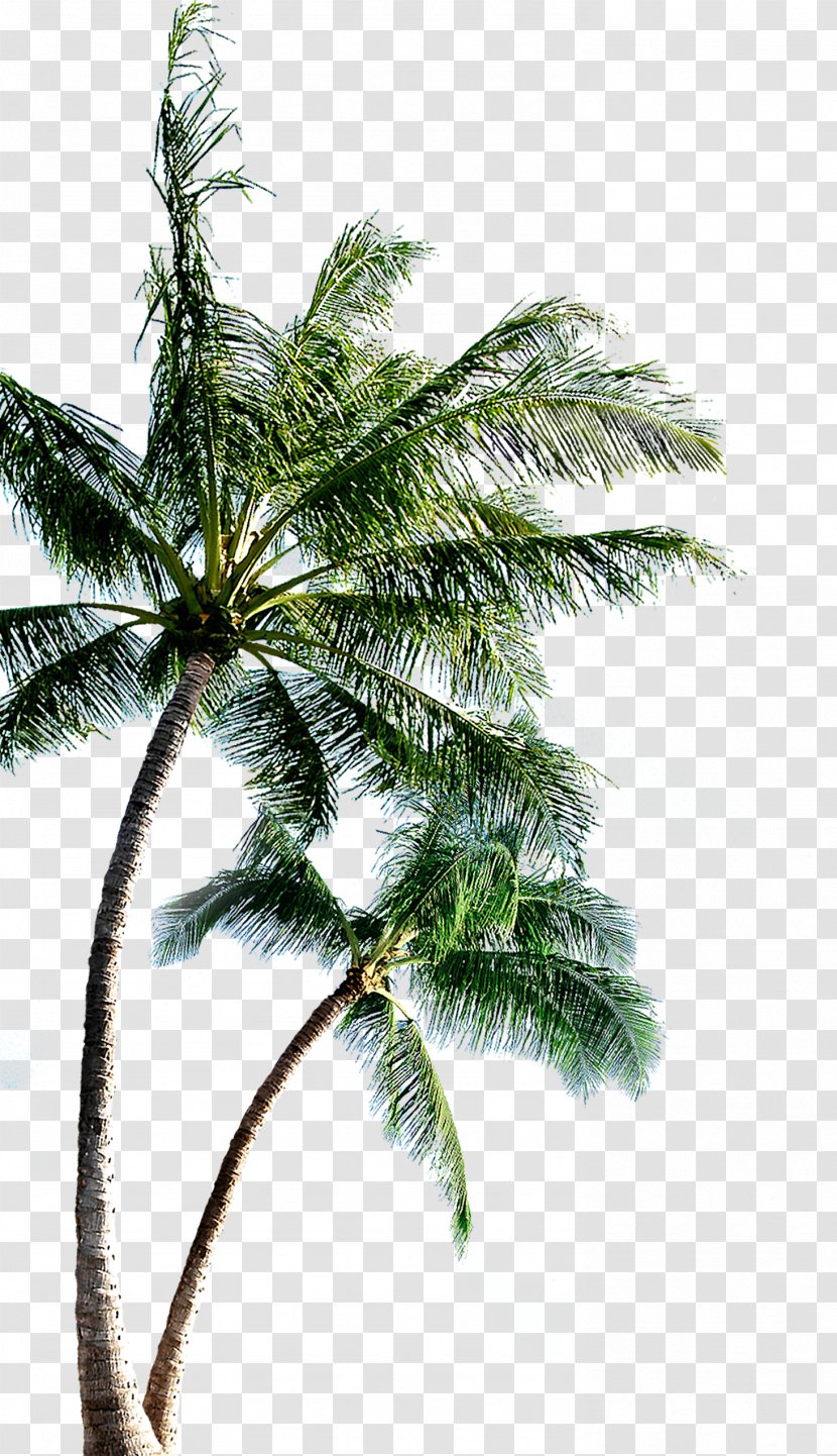 Island Clip Art - Evergreen - Coconut Tree Transparent PNG