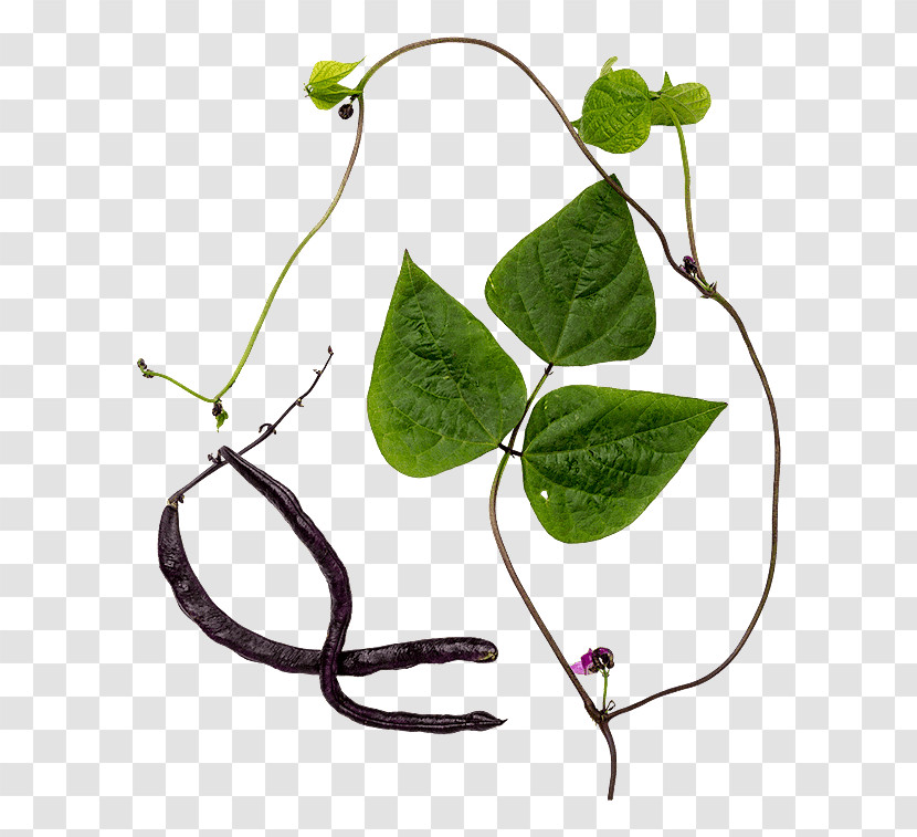 Common Bean Plant Stem Meter Magic Flora Transparent PNG