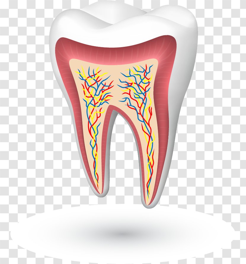 Human Tooth Enamel Cracked Syndrome Molar - Flower - Toothpaste Transparent PNG