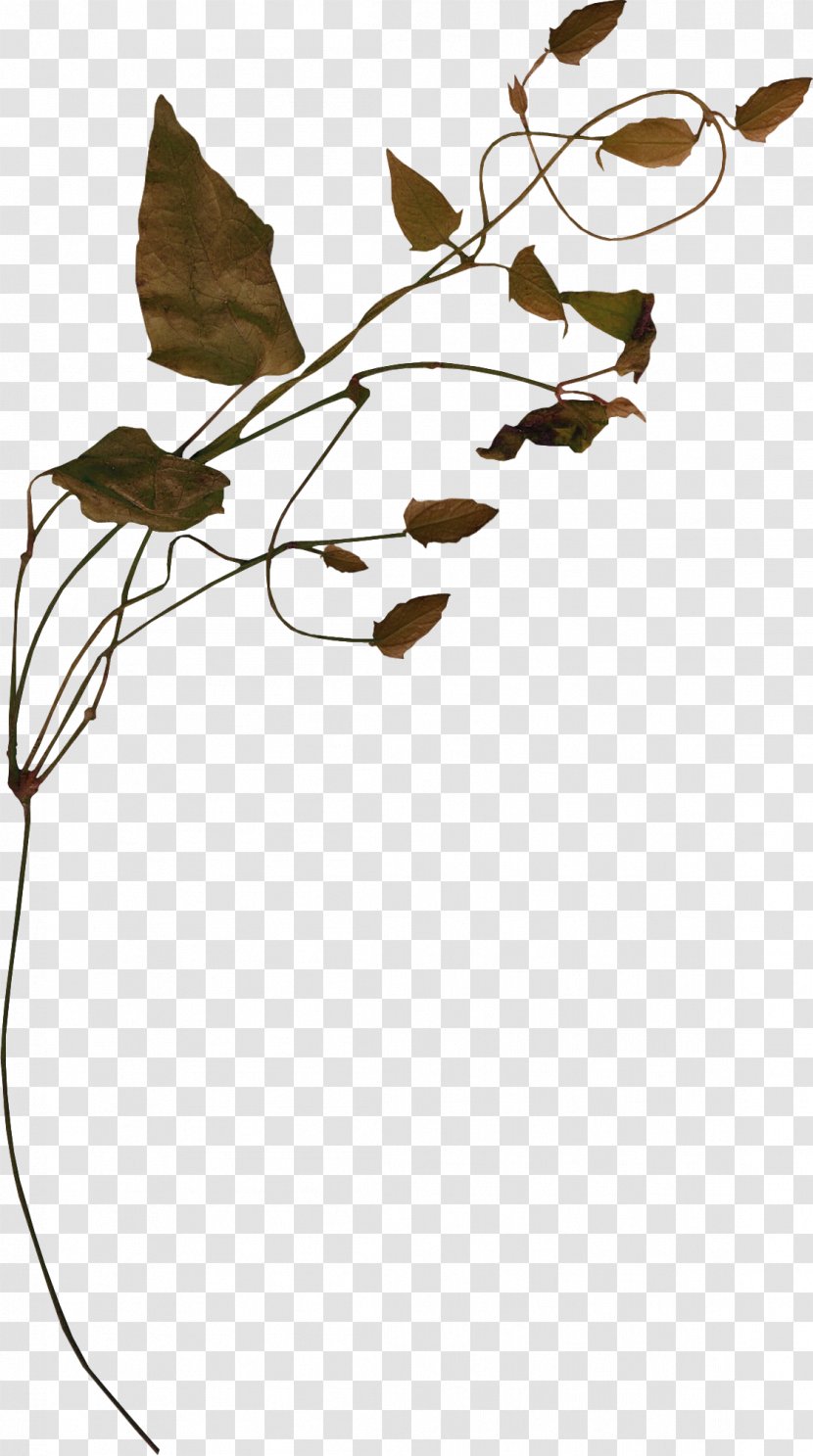 Bindweed Vine Tree Clip Art - Plant - Green Leaves Transparent PNG